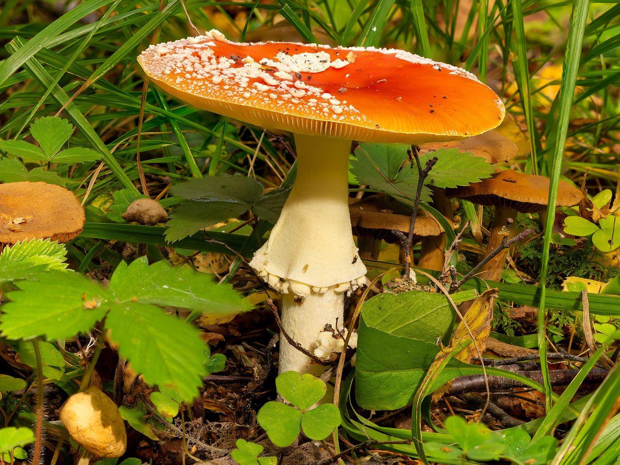 amanita-muscaria_2023-09-10_2-1