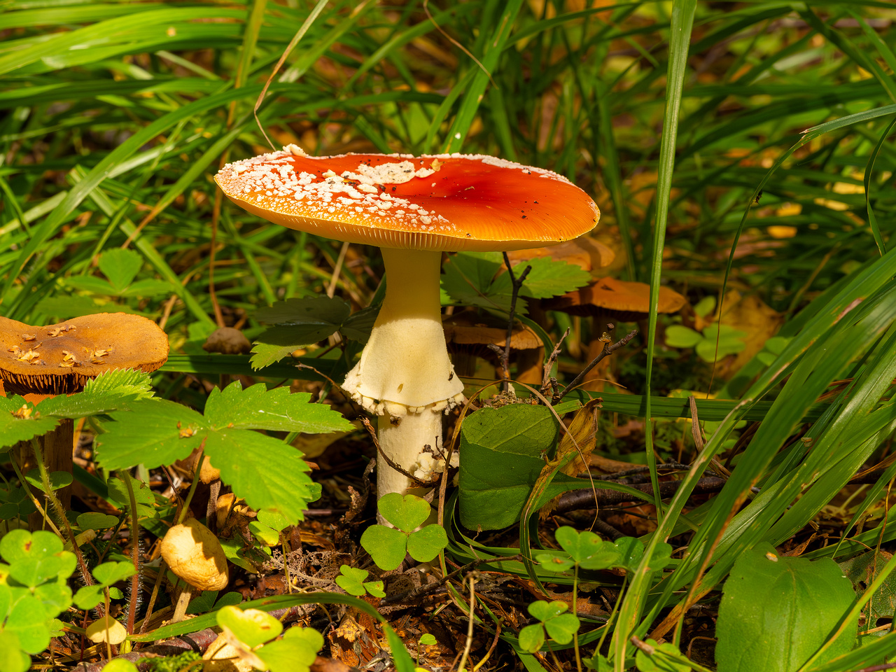 amanita-muscaria_2023-09-10_3-1