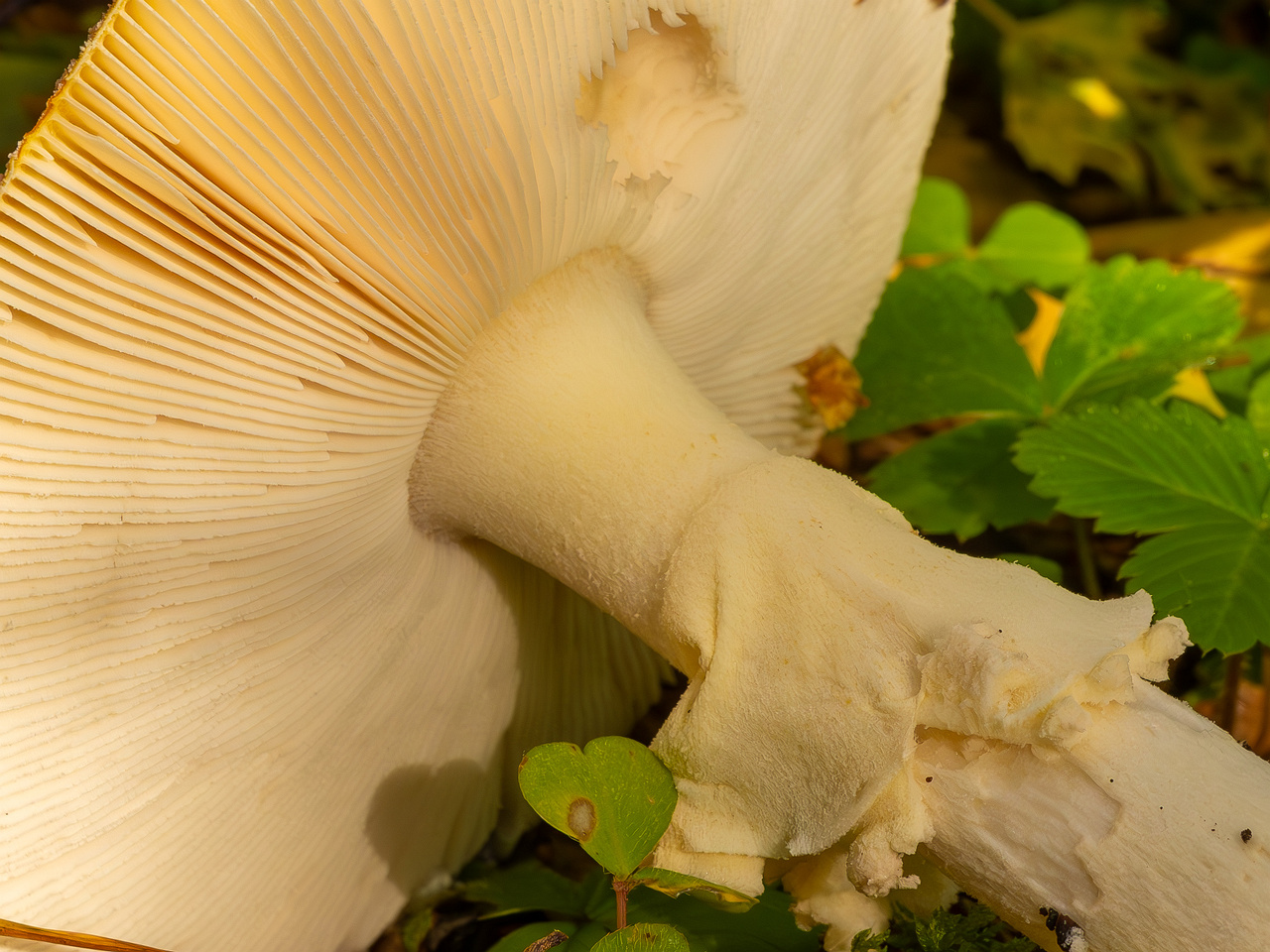 amanita-muscaria_2023-09-10_3-10