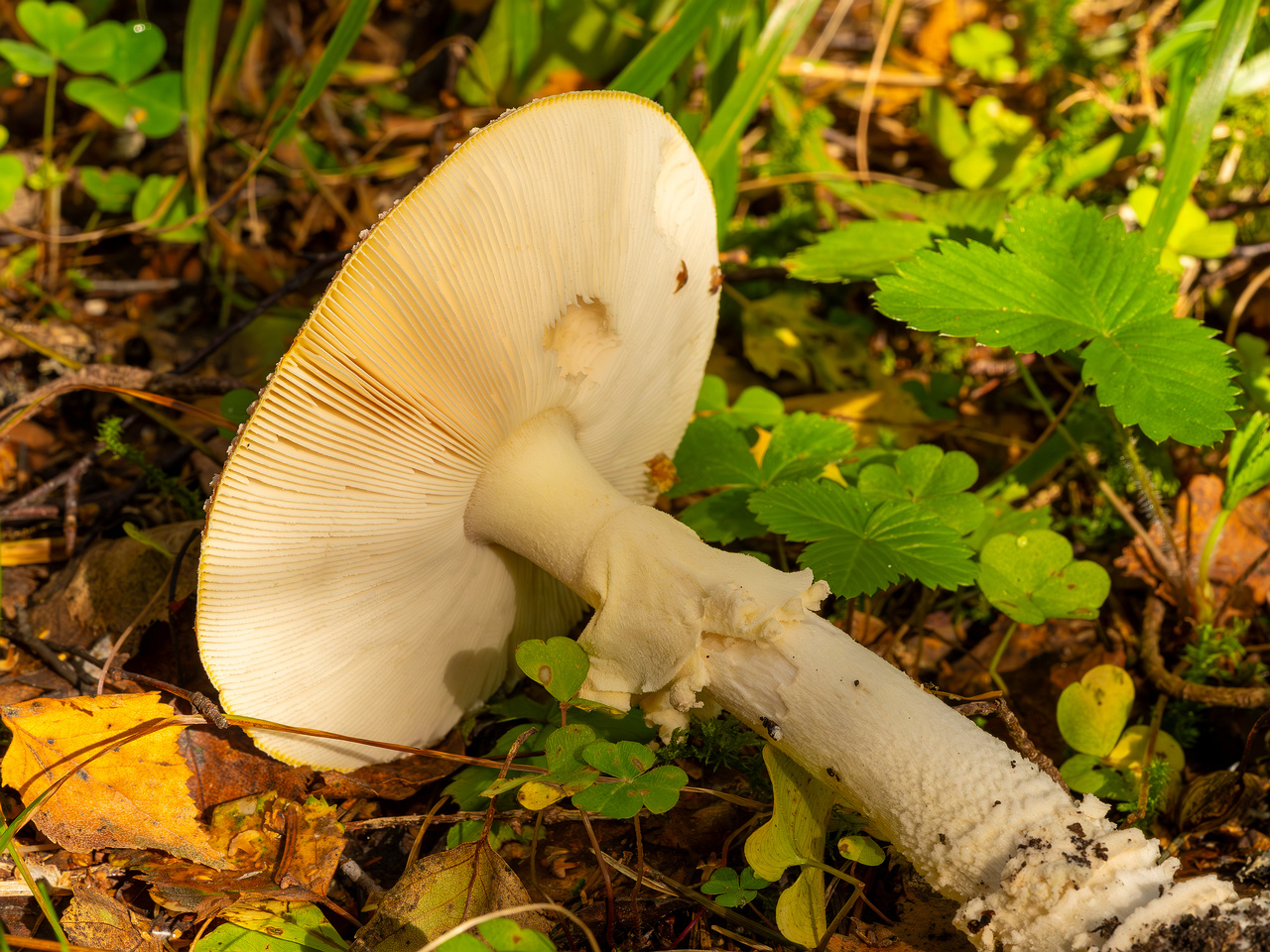 amanita-muscaria_2023-09-10_3-11