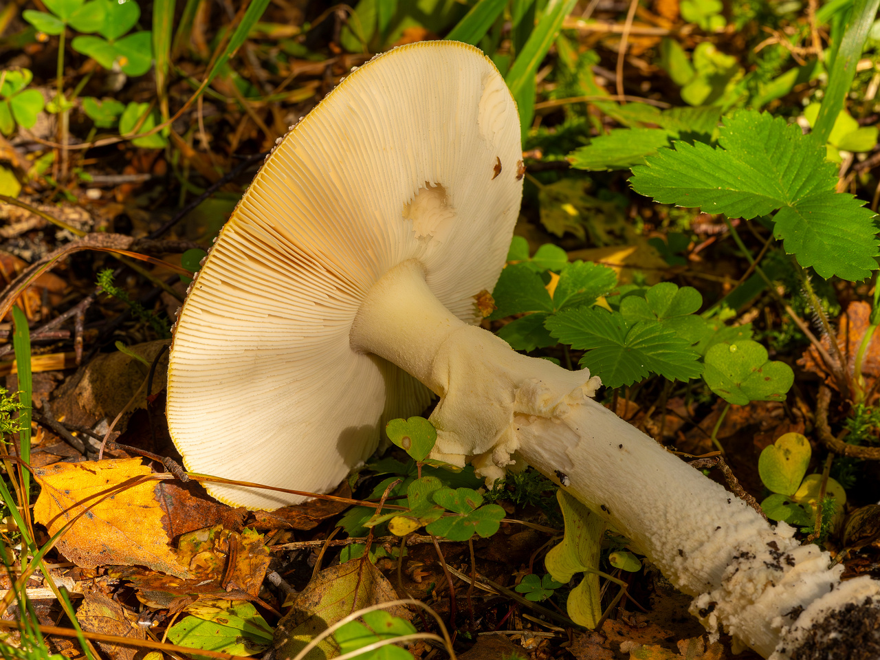 amanita-muscaria_2023-09-10_3-12