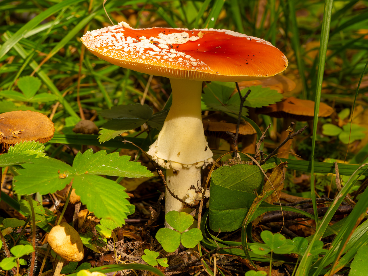 amanita-muscaria_2023-09-10_3-2