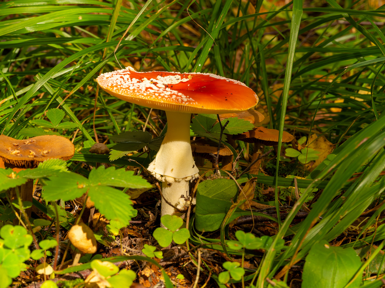 amanita-muscaria_2023-09-10_3-3