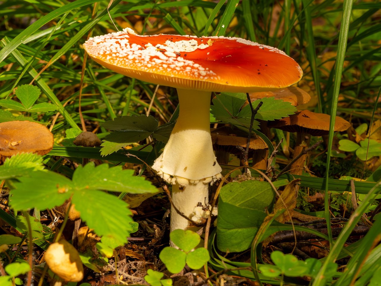 amanita-muscaria_2023-09-10_3-5