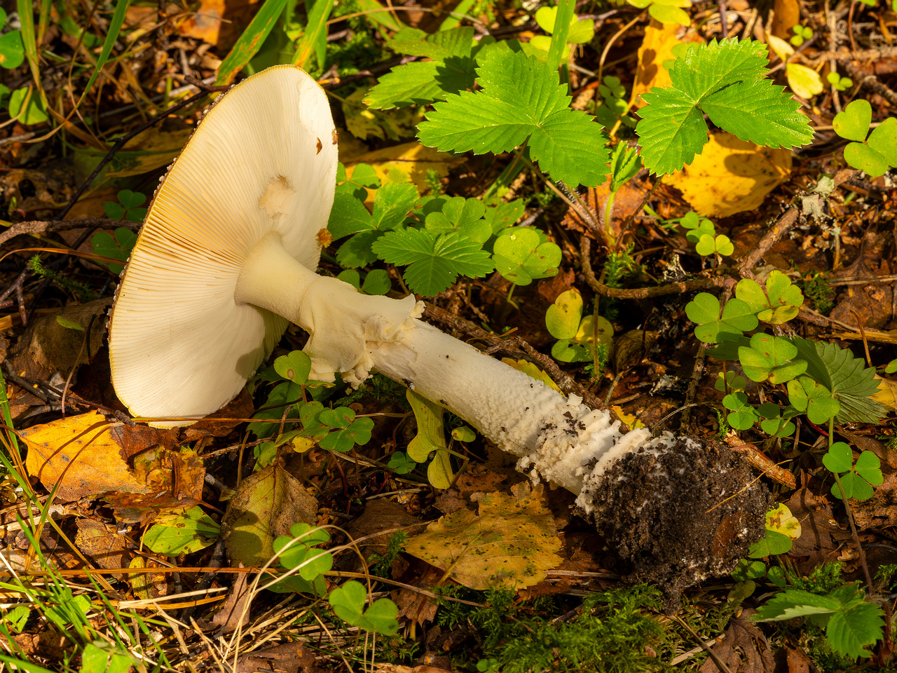 amanita-muscaria_2023-09-10_3-6