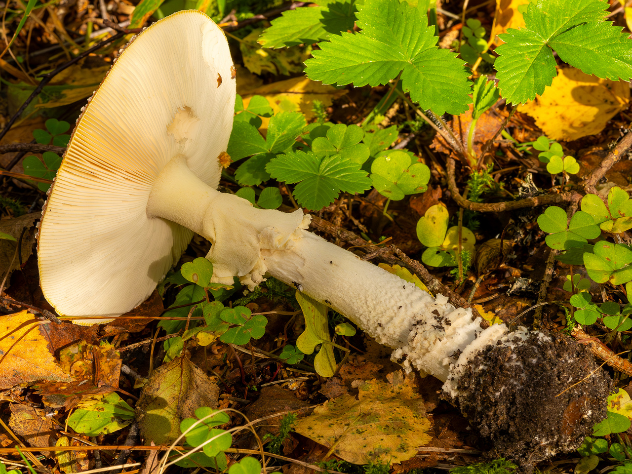 amanita-muscaria_2023-09-10_3-7