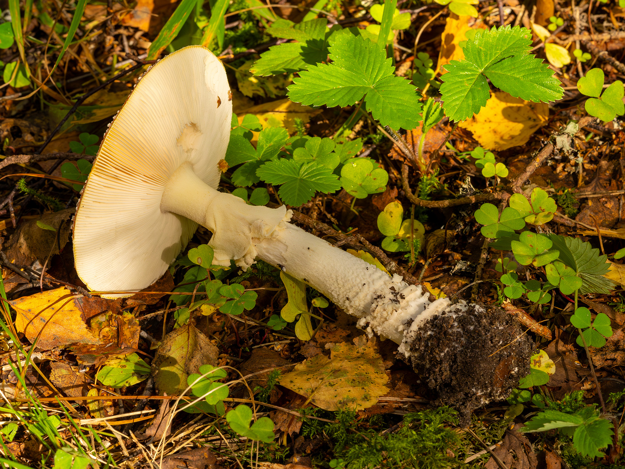 amanita-muscaria_2023-09-10_3-8