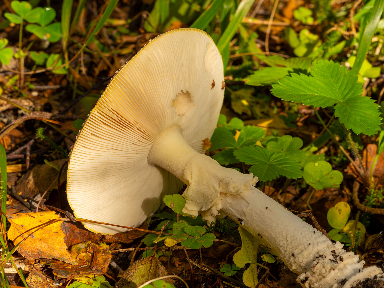 amanita-muscaria_2023-09-10_3-9