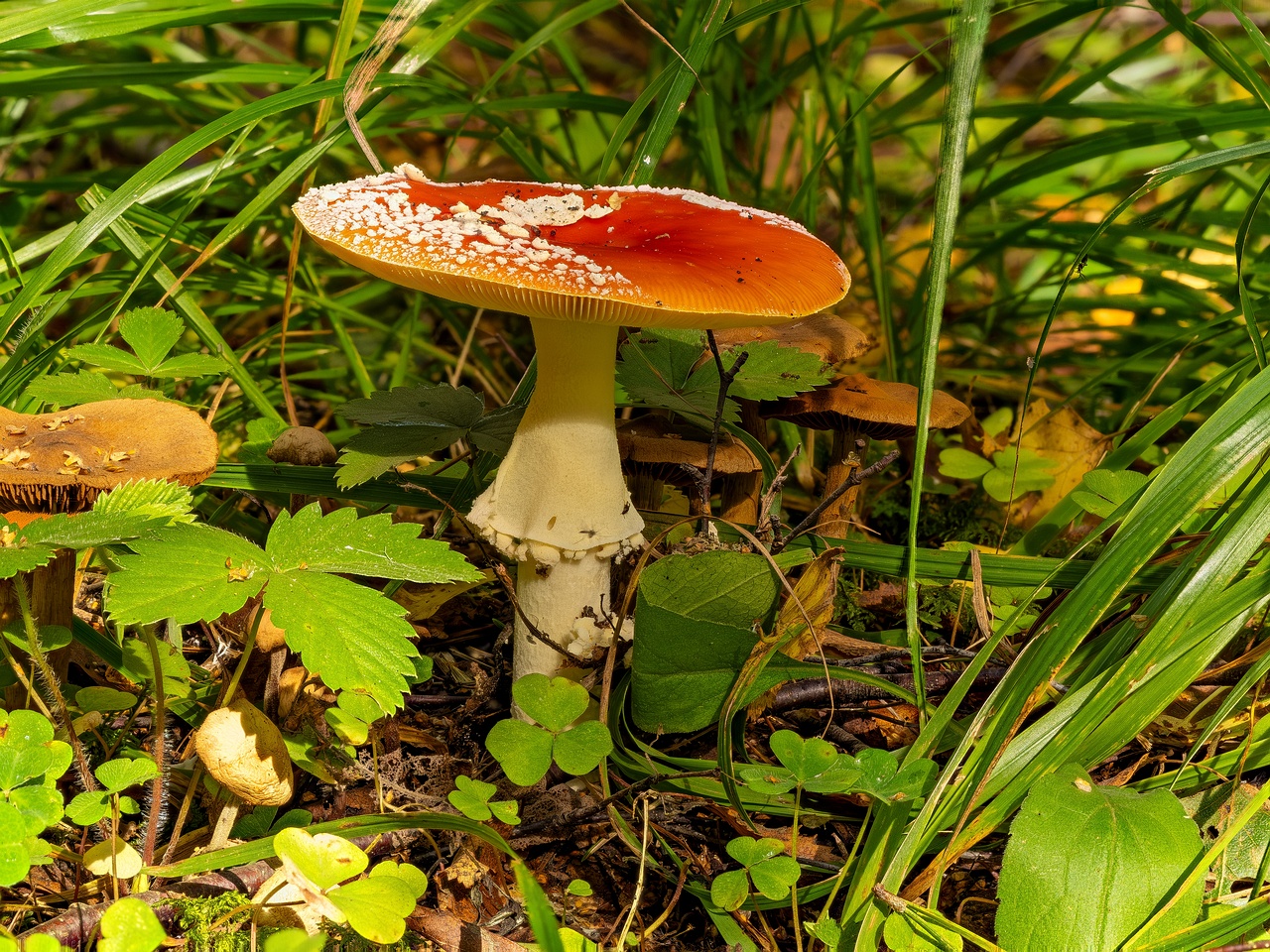 amanita-muscaria_2023-09-10_FS-1