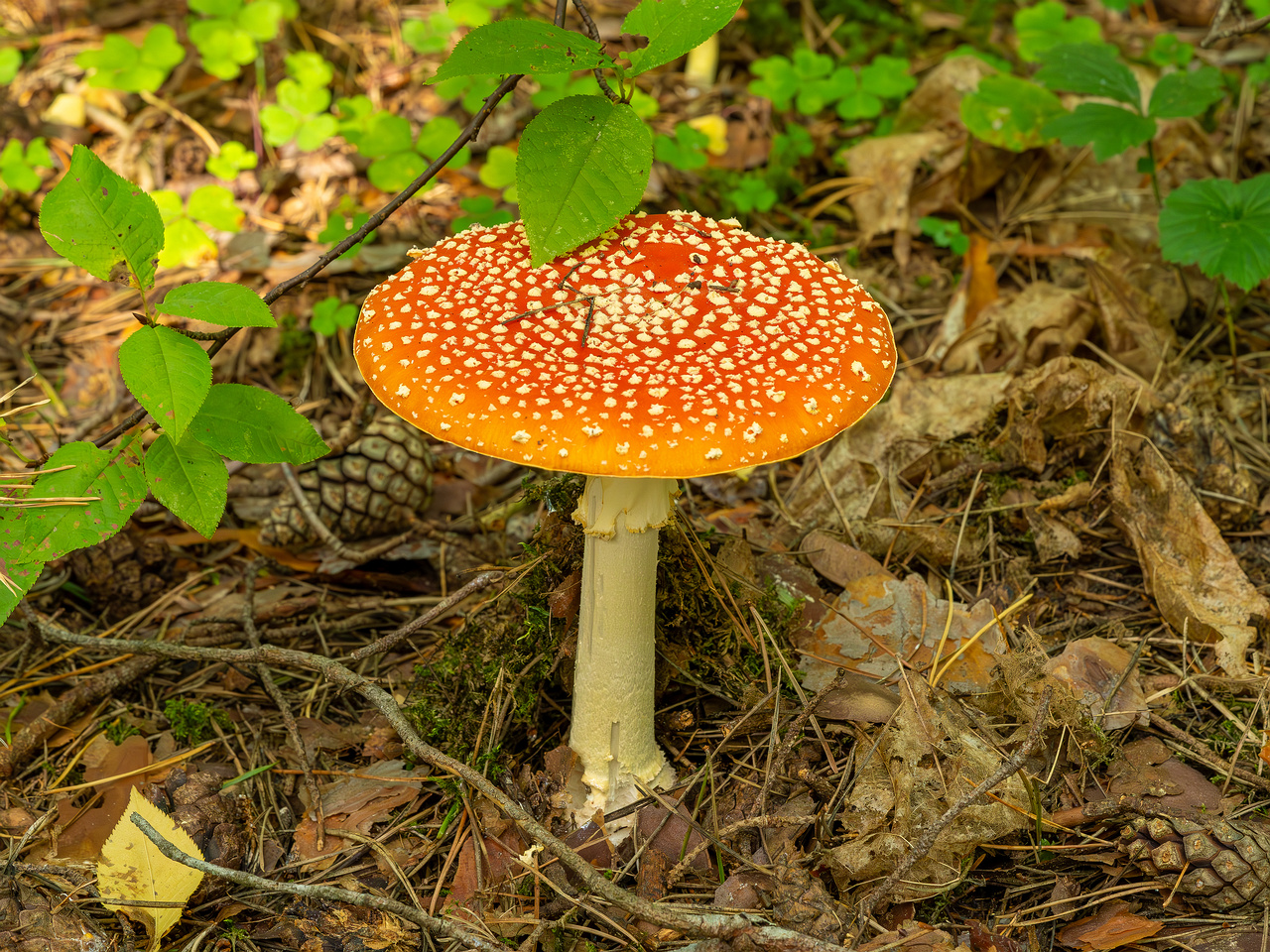 amanita-muscaria_2023-09-12_1-1