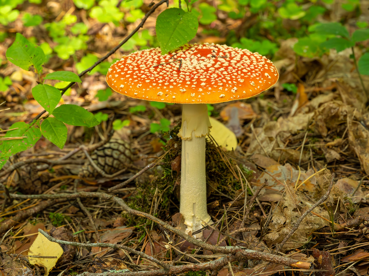 amanita-muscaria_2023-09-12_1-2