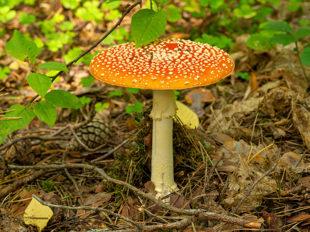 amanita-muscaria_2023-09-12_1-3