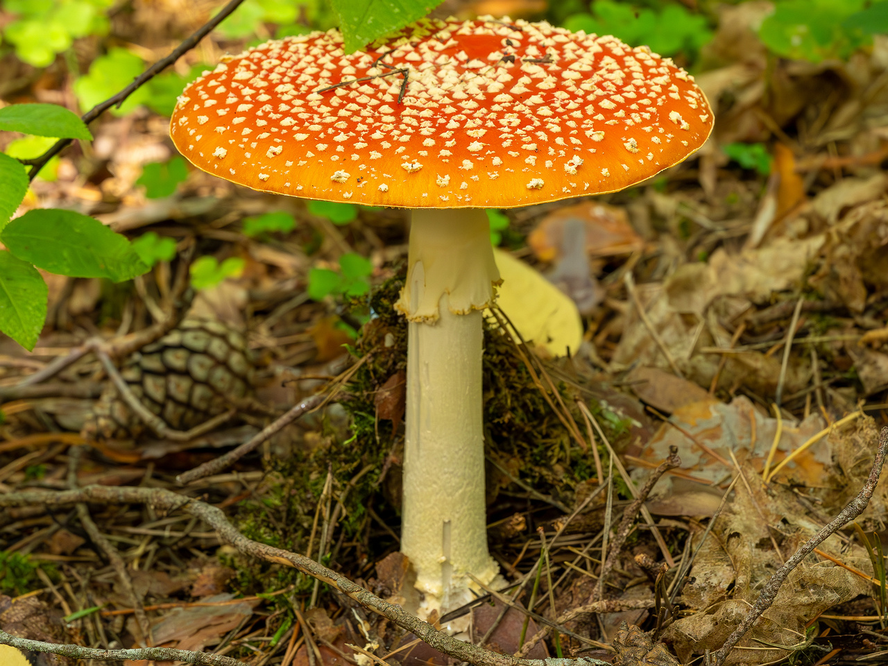 amanita-muscaria_2023-09-12_1-4