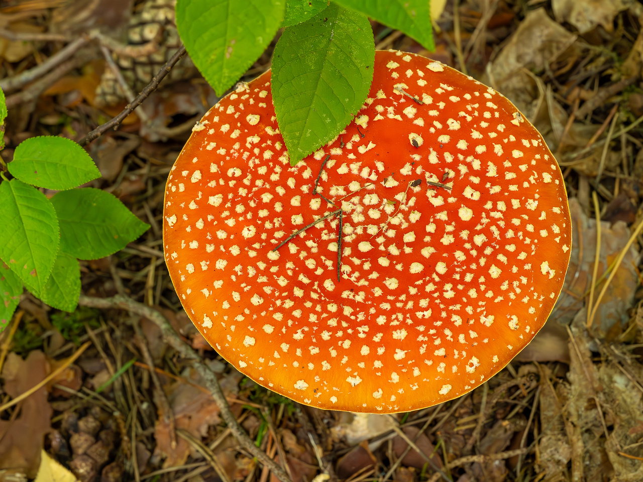 amanita-muscaria_2023-09-12_1-5