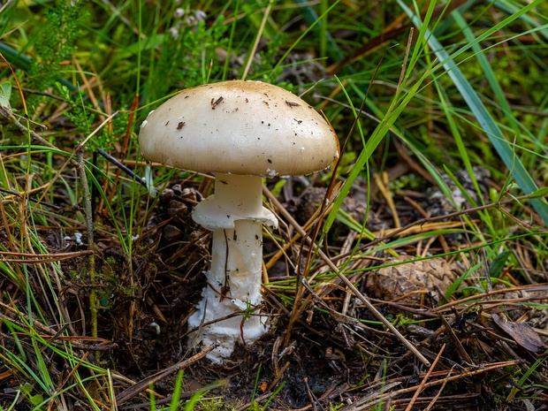 Amanita gemmata - Мухомор ярко-жёлтый - Gemmed Amanita - Gelber Knollenblätterpilz