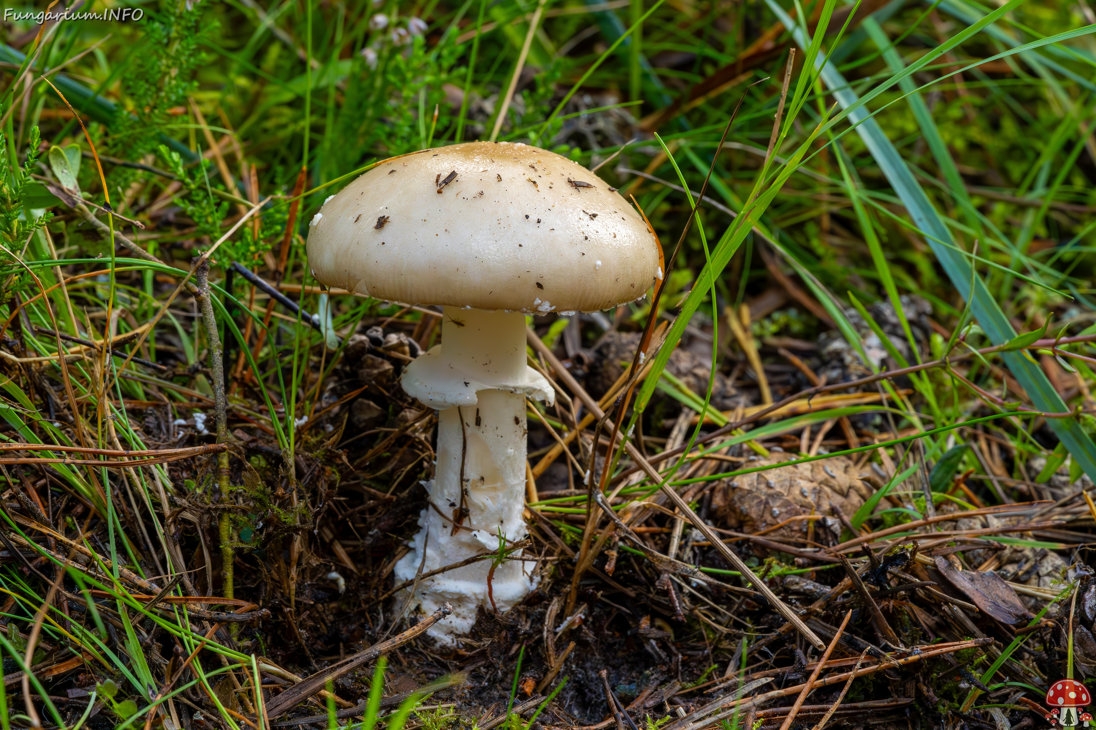 !amanita-eliae_2023-09-14_1-6 