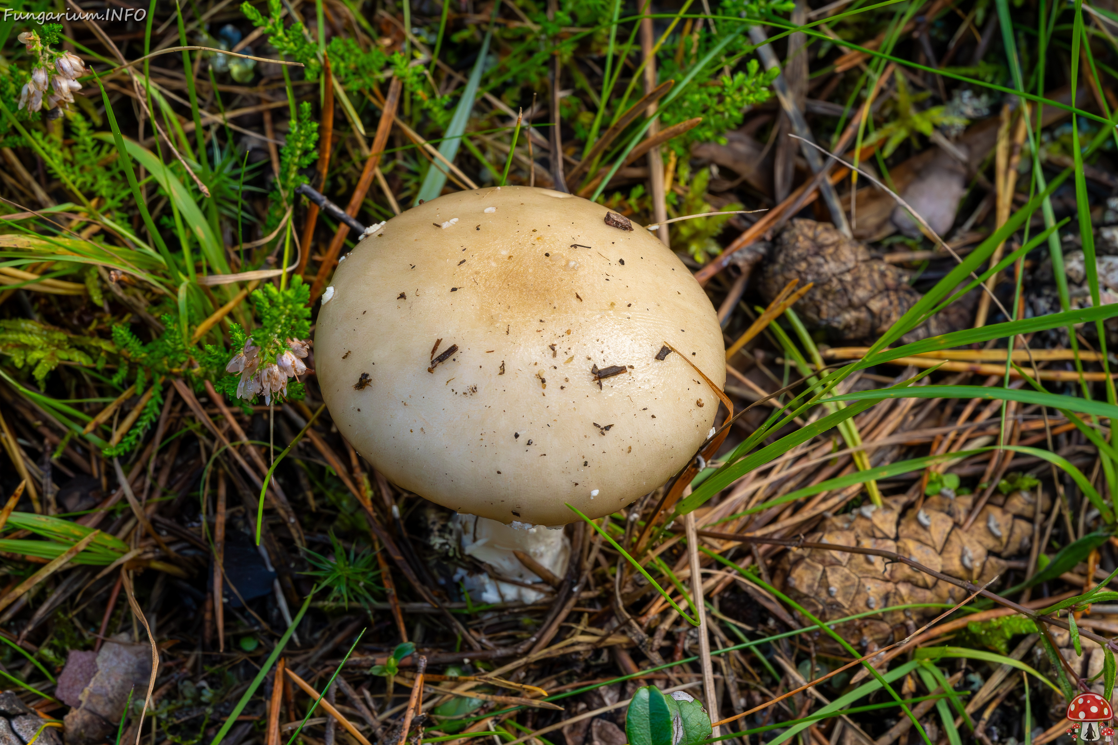 amanita-eliae_2023-09-14_1-1 