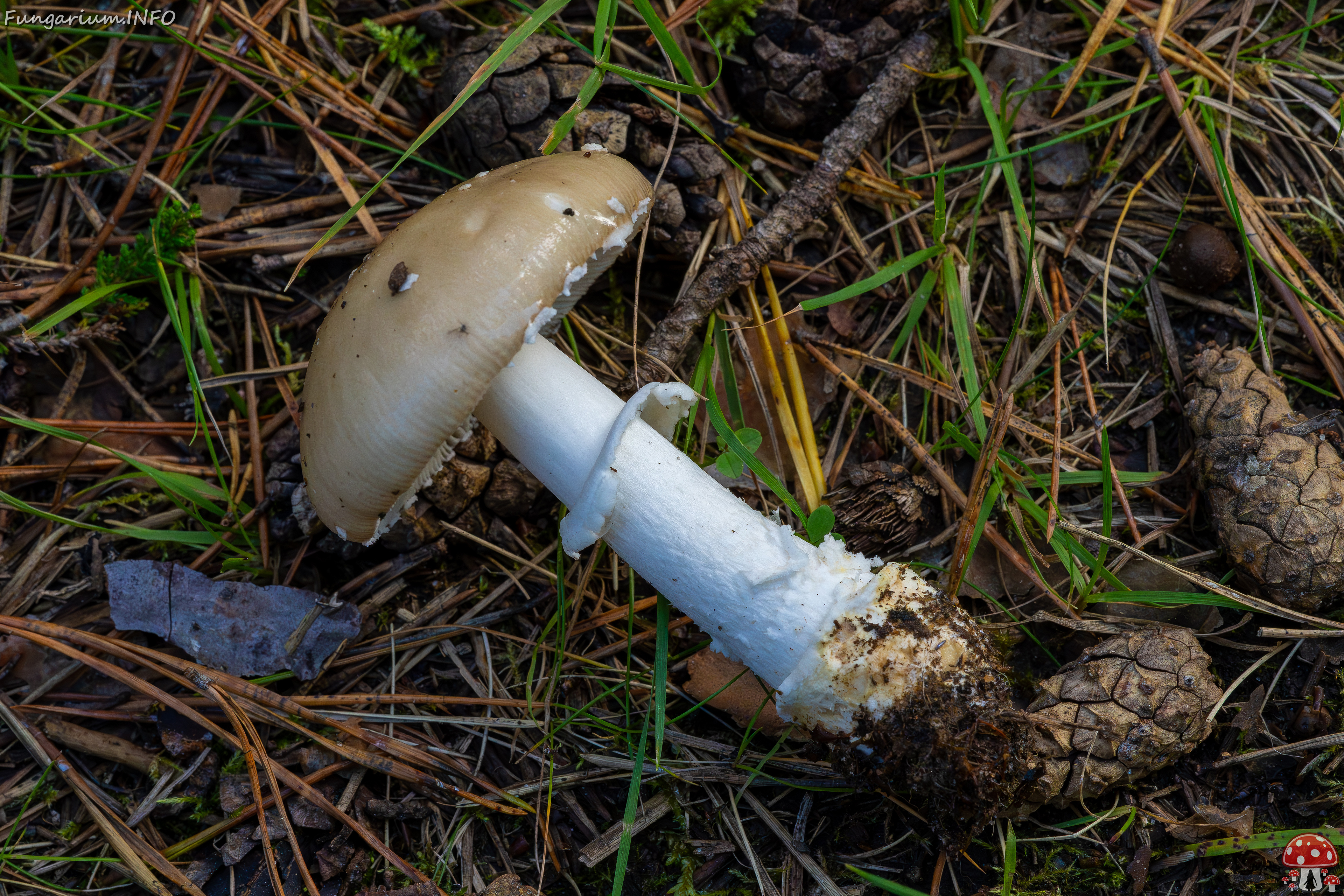 amanita-eliae_2023-09-14_1-10 