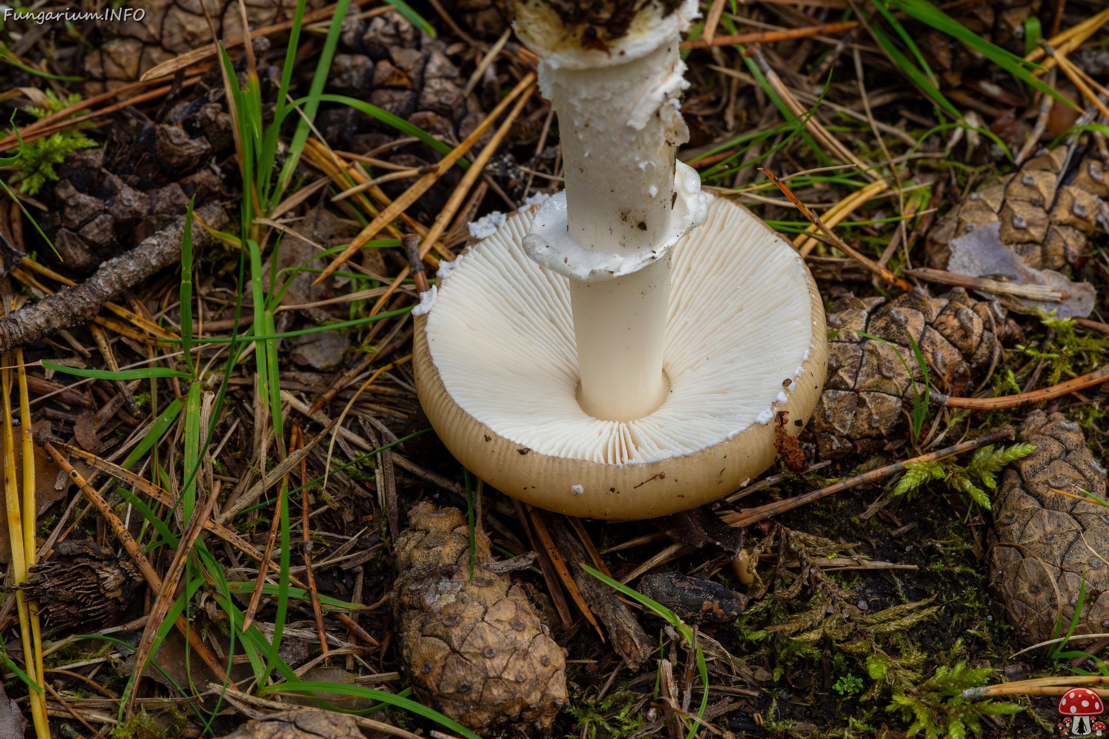 amanita-eliae_2023-09-14_1-11 