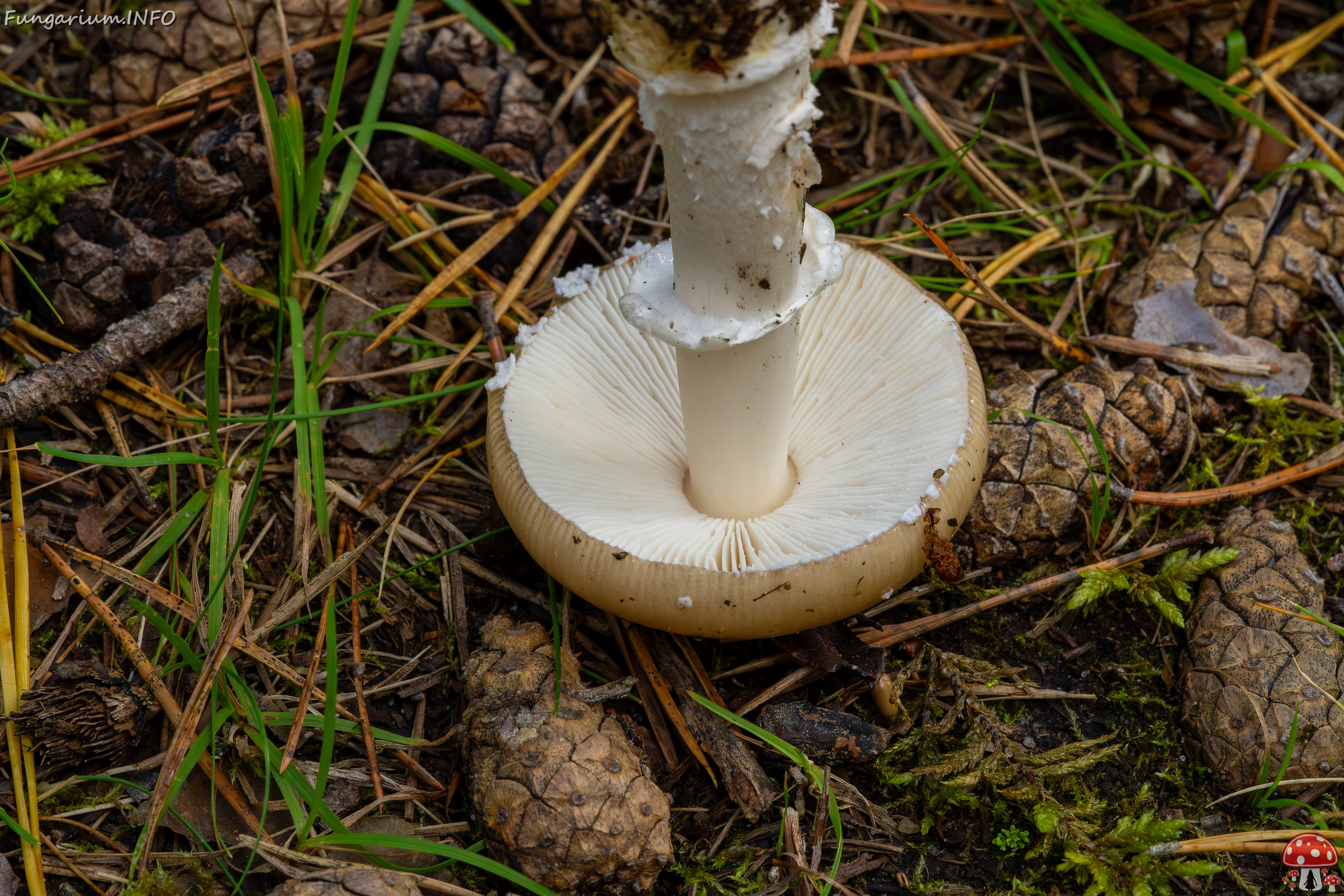 amanita-eliae_2023-09-14_1-12 