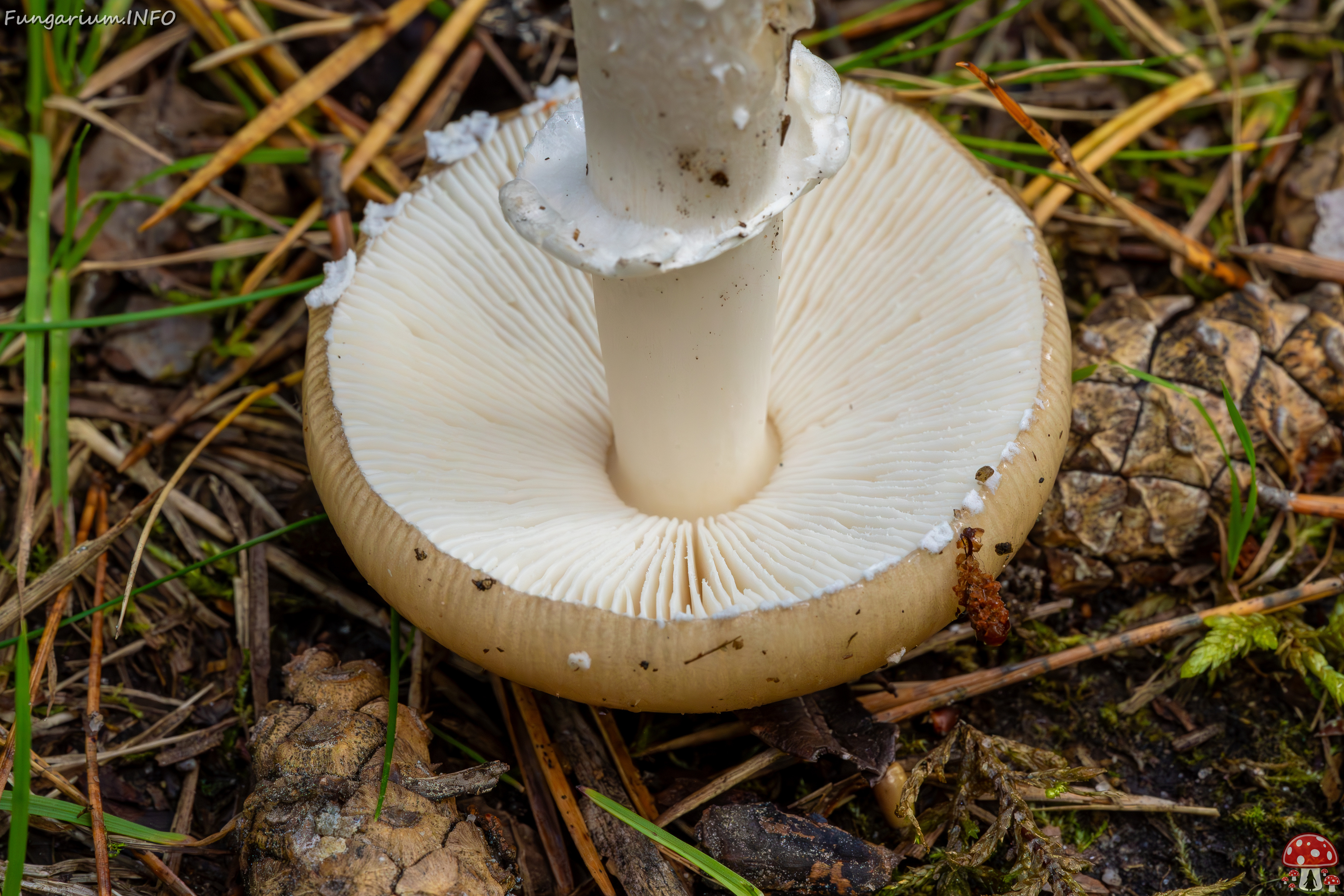 amanita-eliae_2023-09-14_1-13 