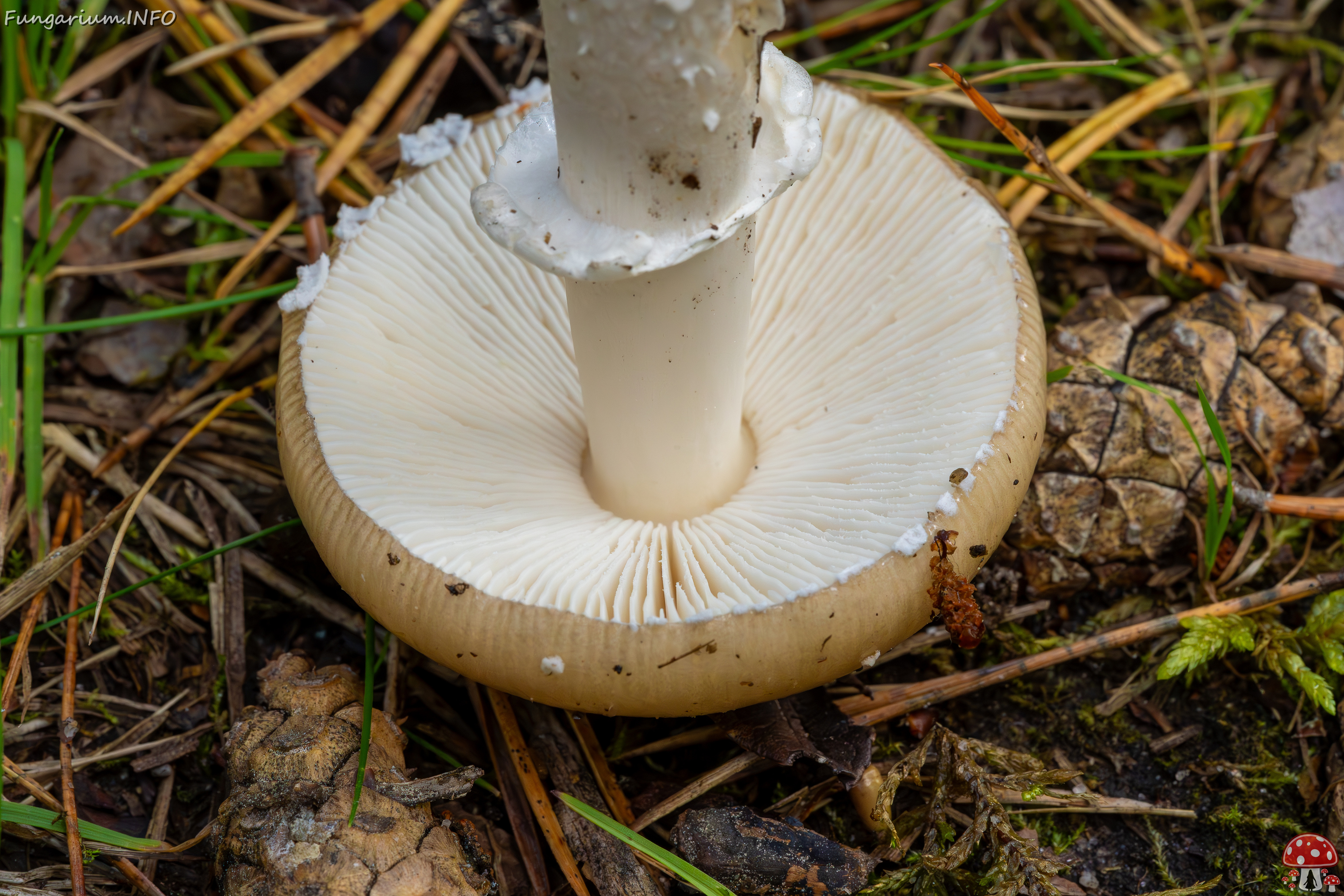 amanita-eliae_2023-09-14_1-14 