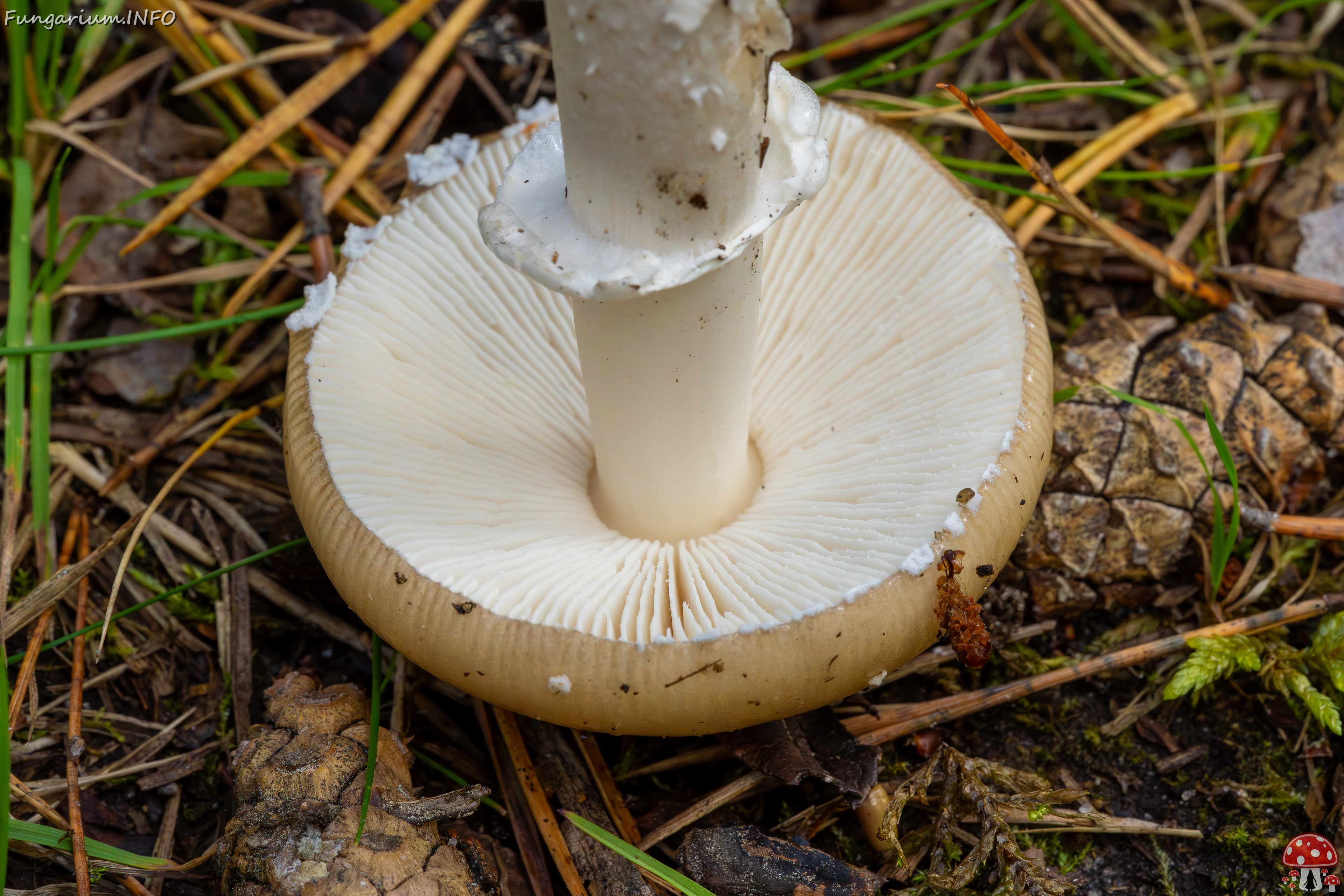 amanita-eliae_2023-09-14_1-15 