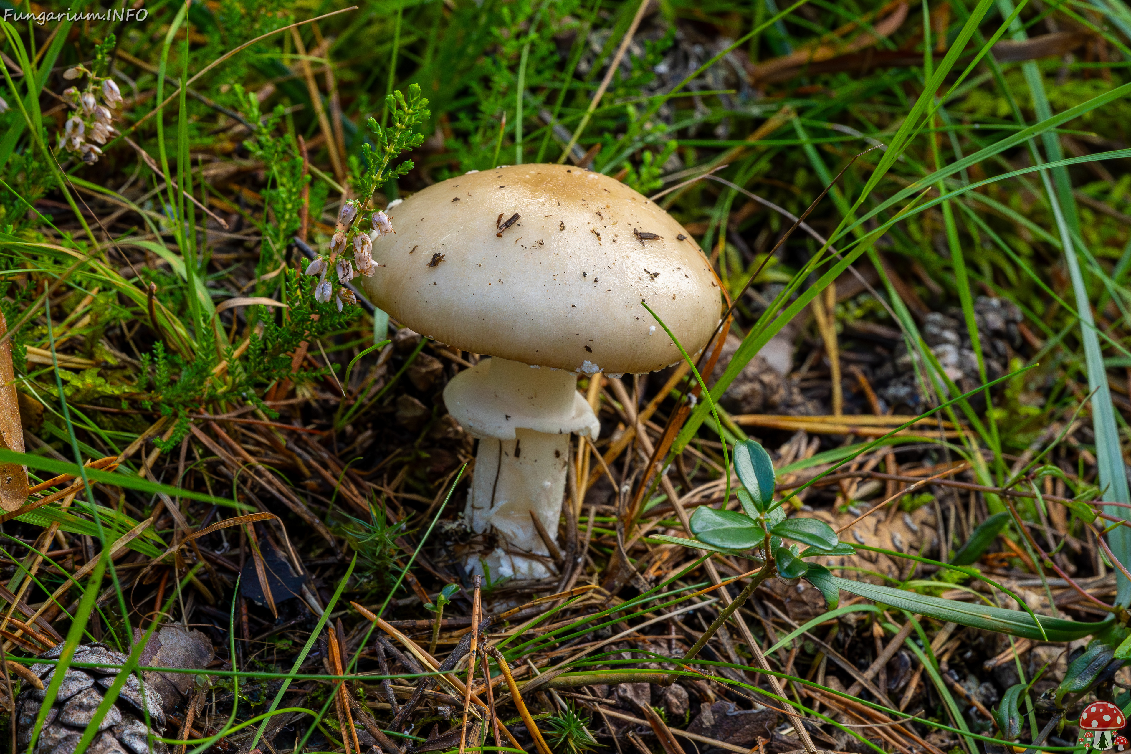 amanita-eliae_2023-09-14_1-2 