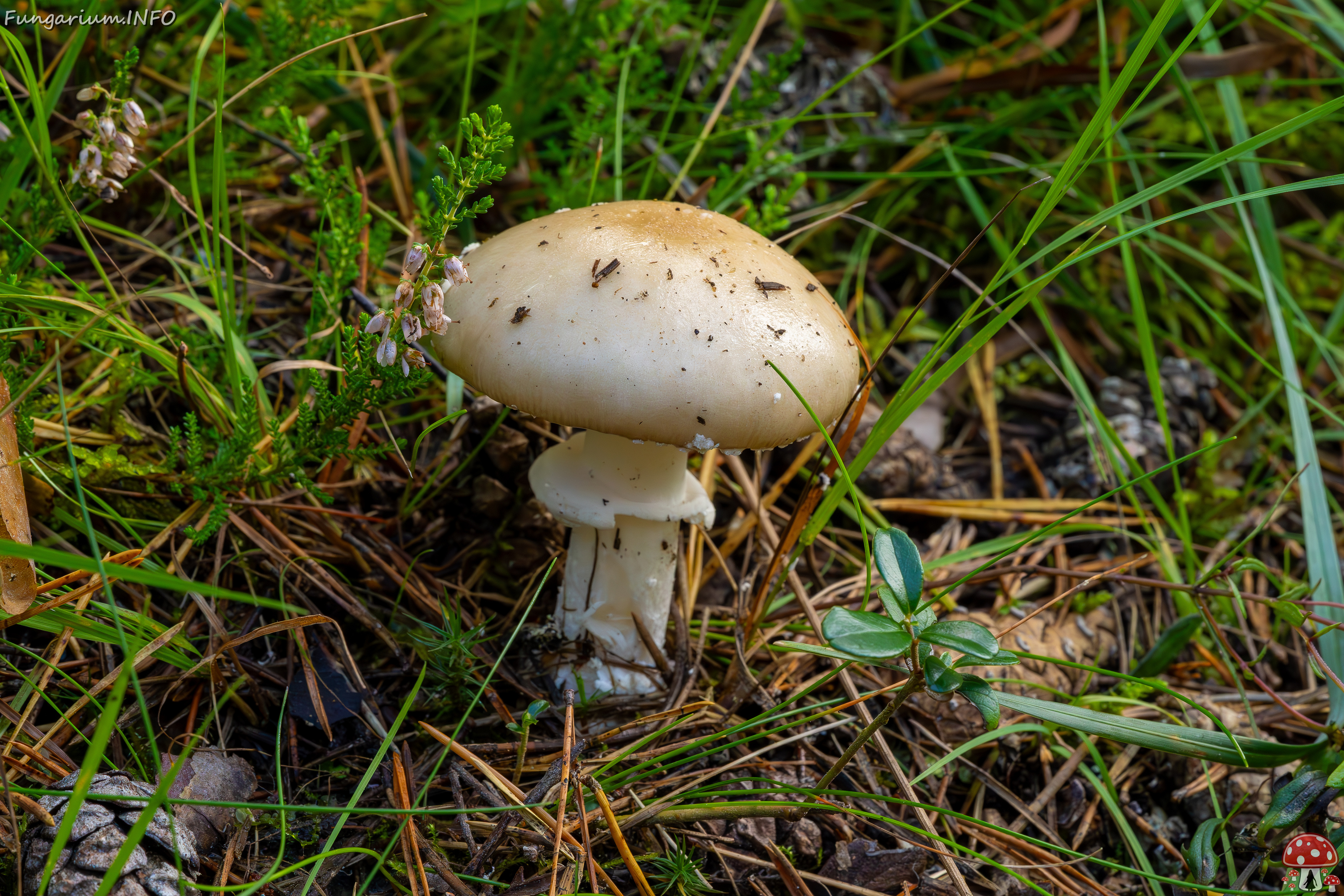 amanita-eliae_2023-09-14_1-3 