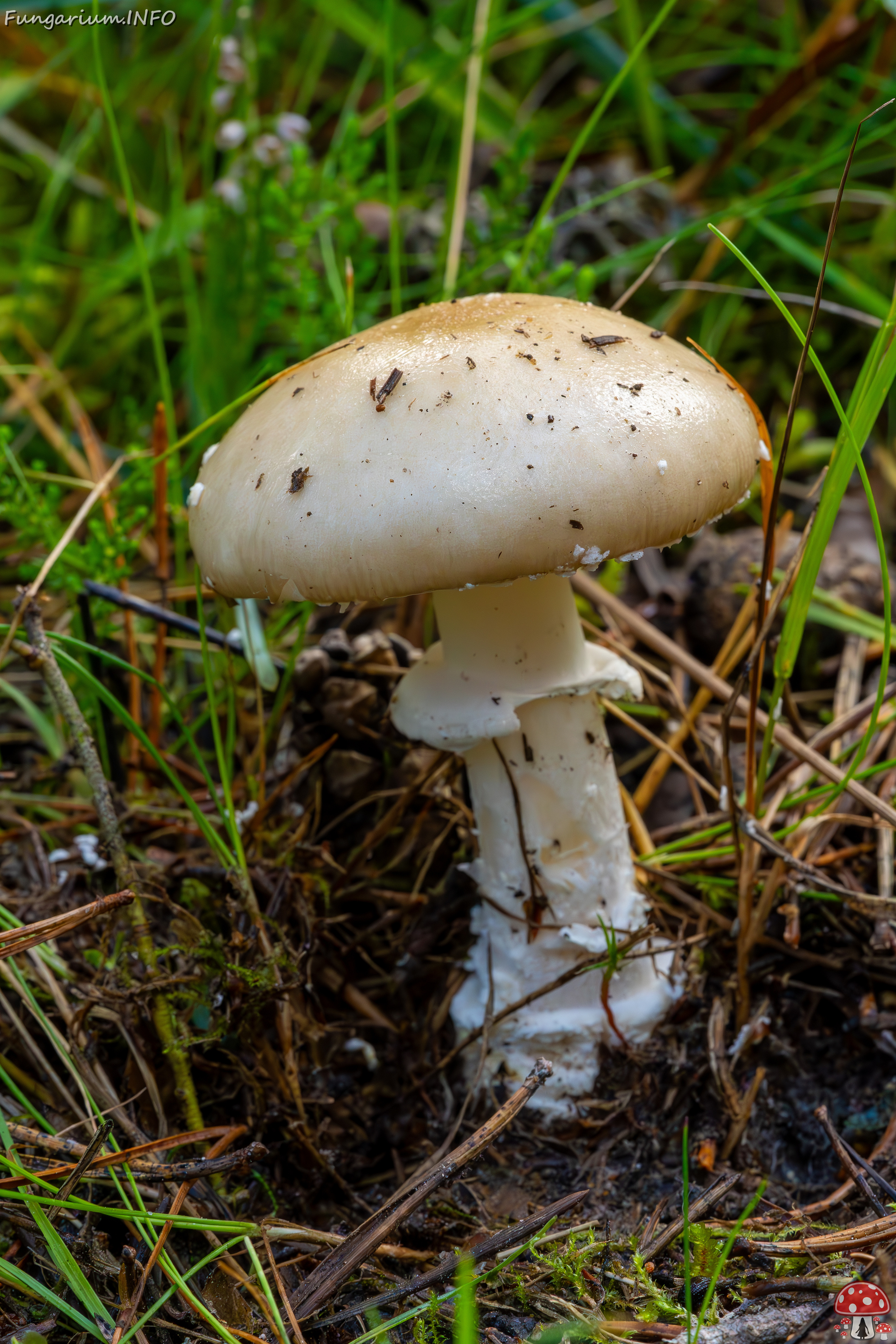 amanita-eliae_2023-09-14_1-4 