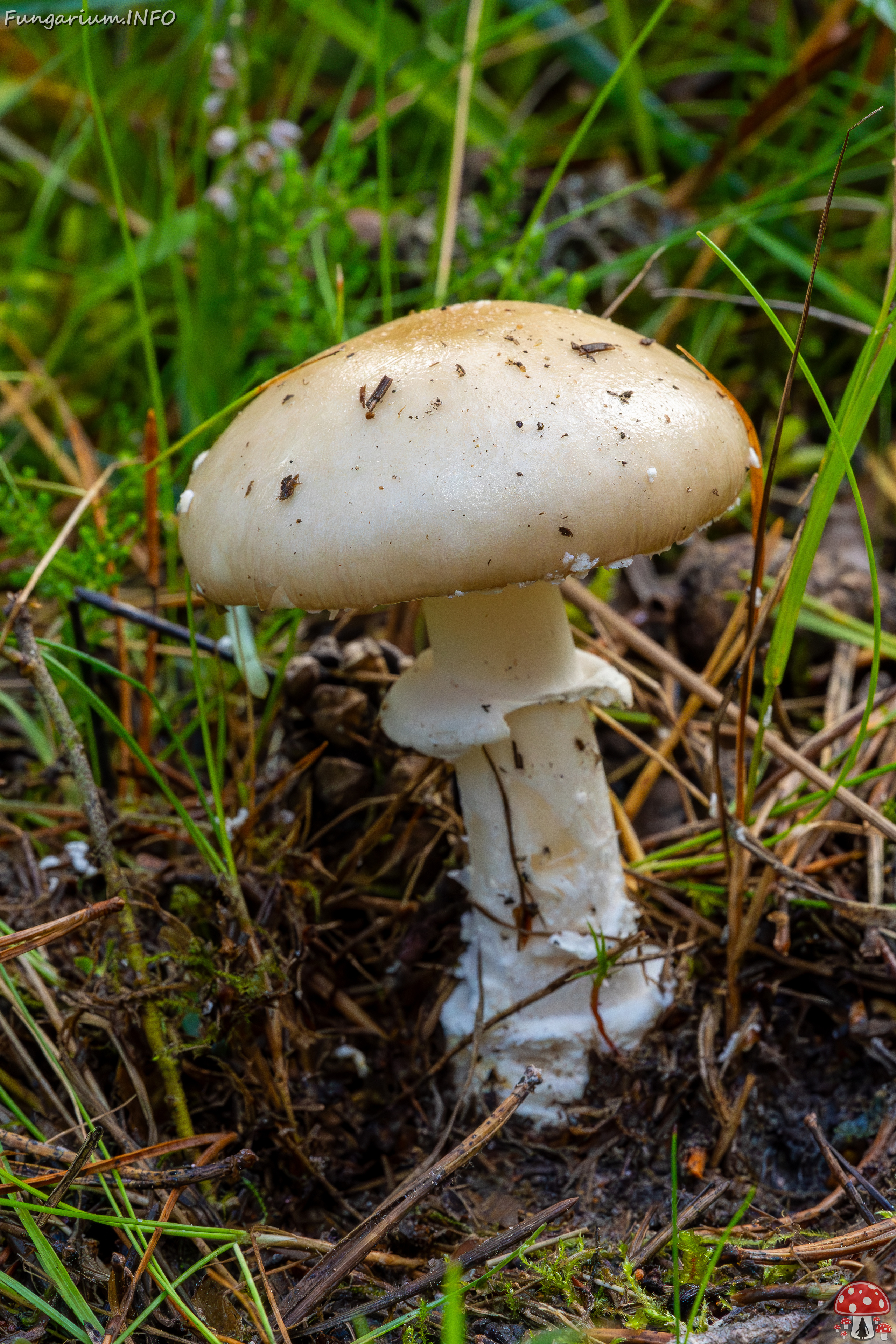 amanita-eliae_2023-09-14_1-5 