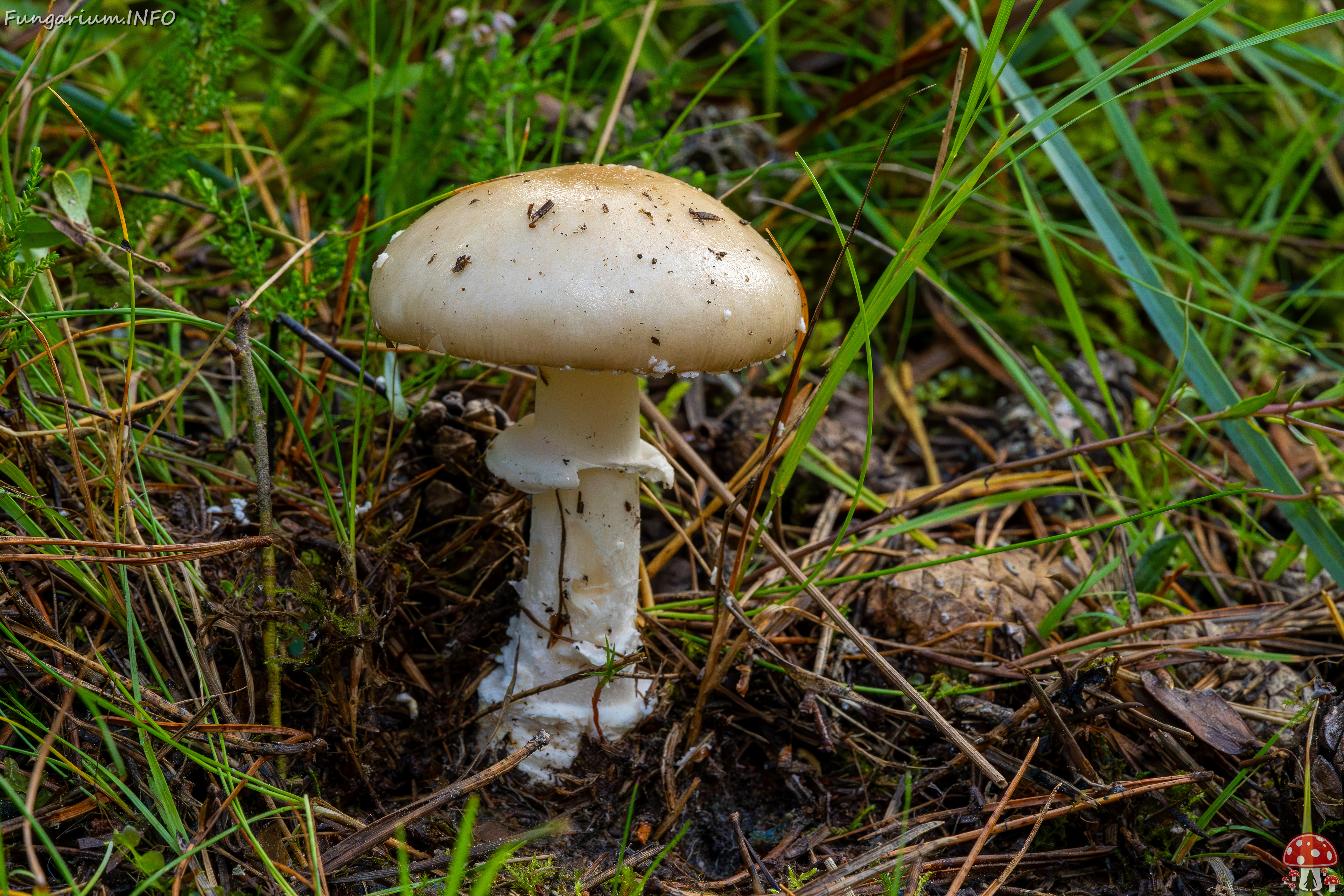 amanita-eliae_2023-09-14_1-7 