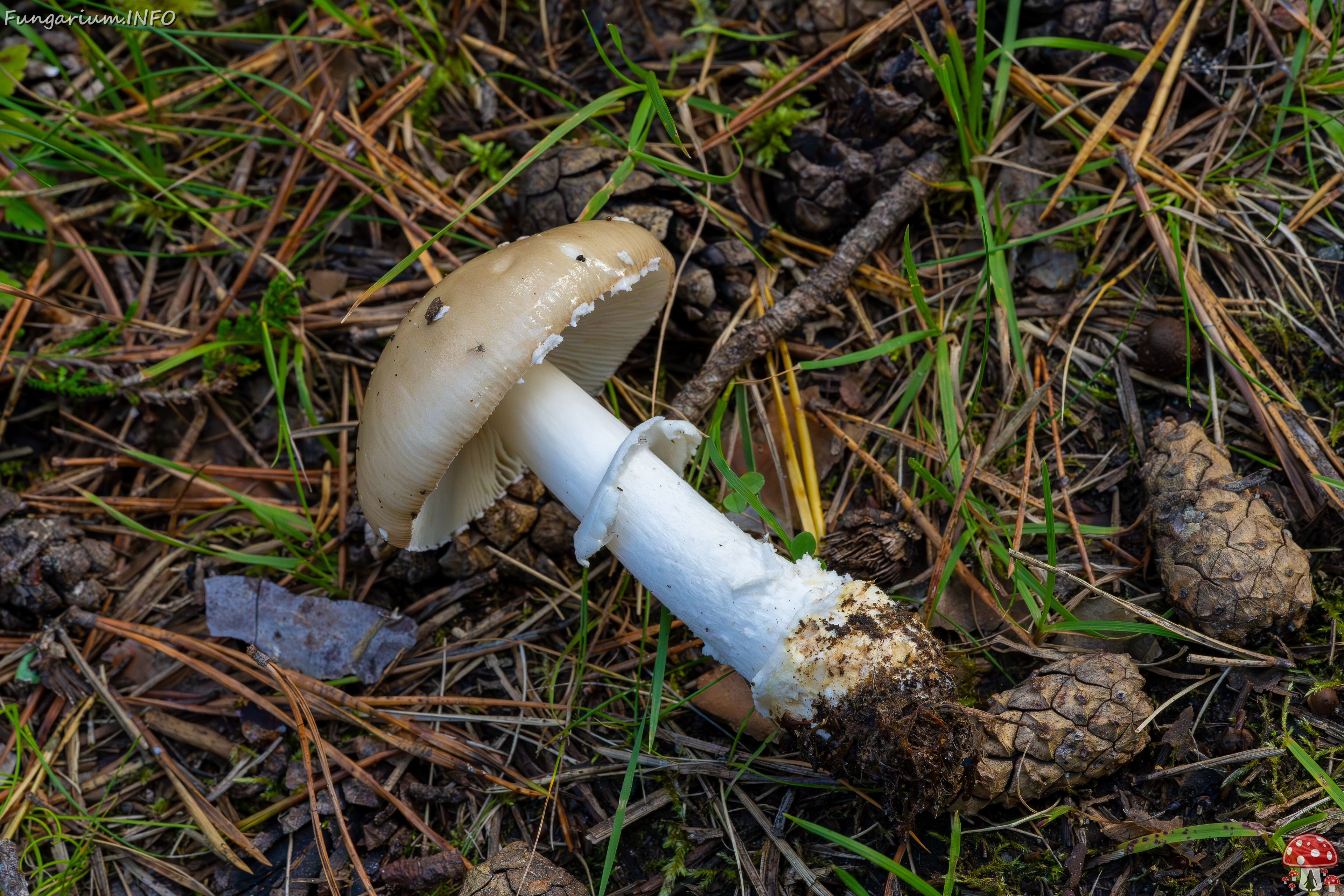 amanita-eliae_2023-09-14_1-8 