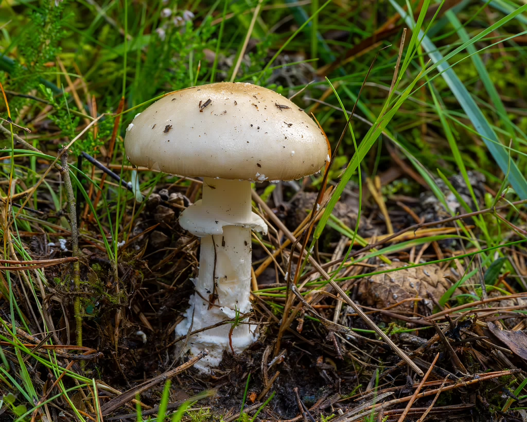 !amanita-eliae_2023-09-14_1-6