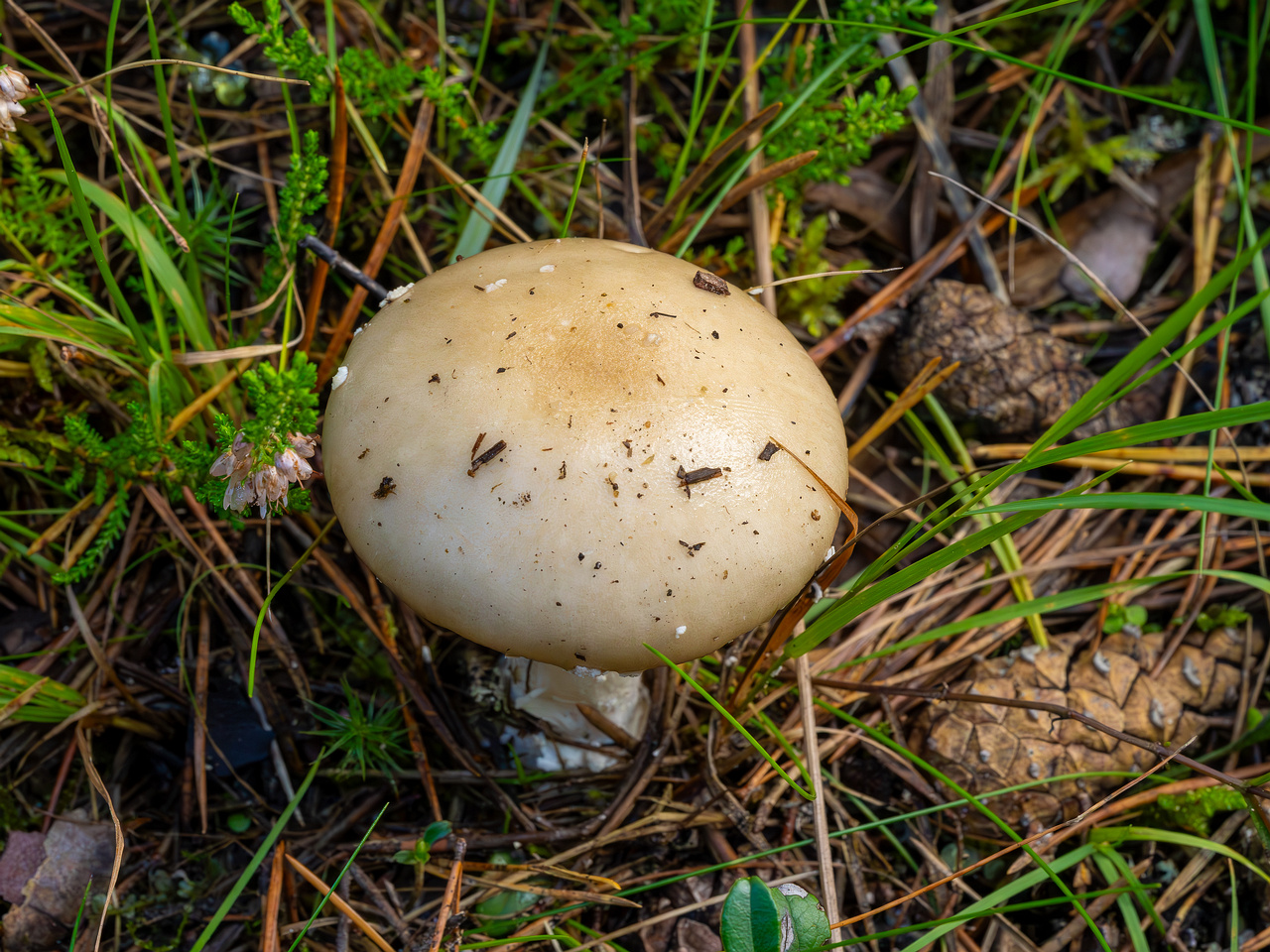 amanita-eliae_2023-09-14_1-1