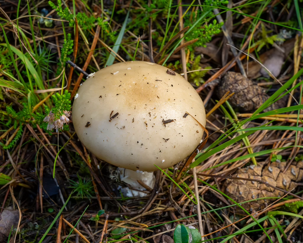 amanita-eliae_2023-09-14_1-1