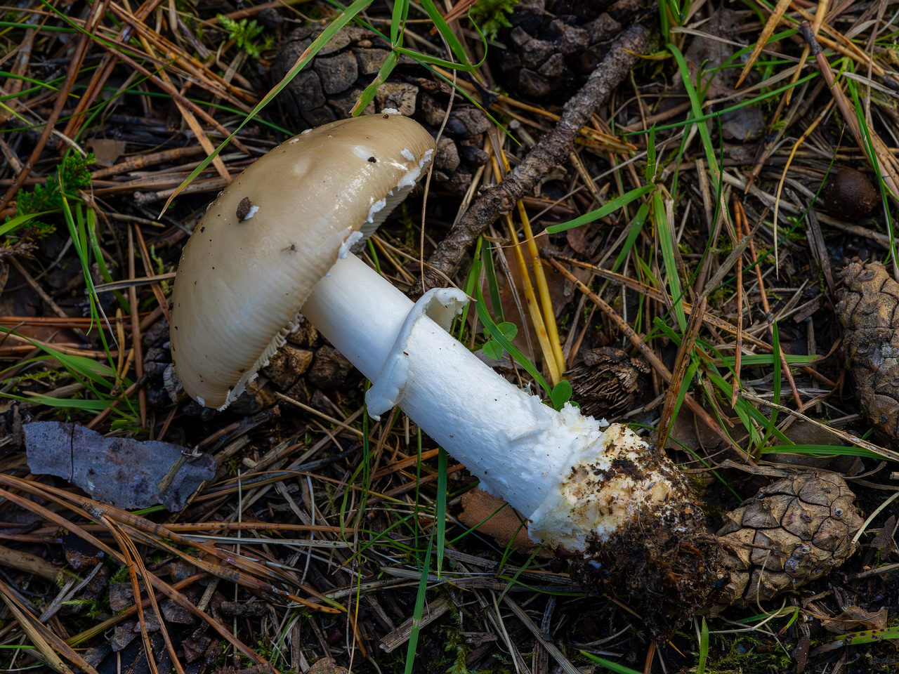 amanita-eliae_2023-09-14_1-10