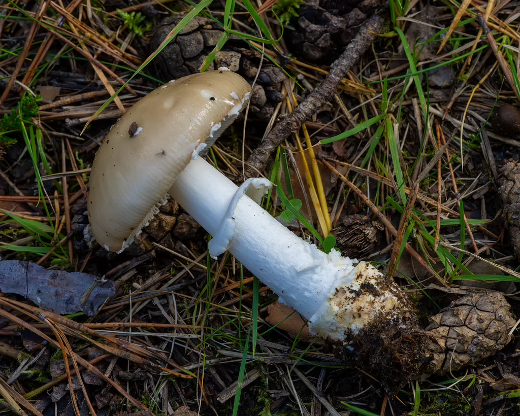 amanita-eliae_2023-09-14_1-10