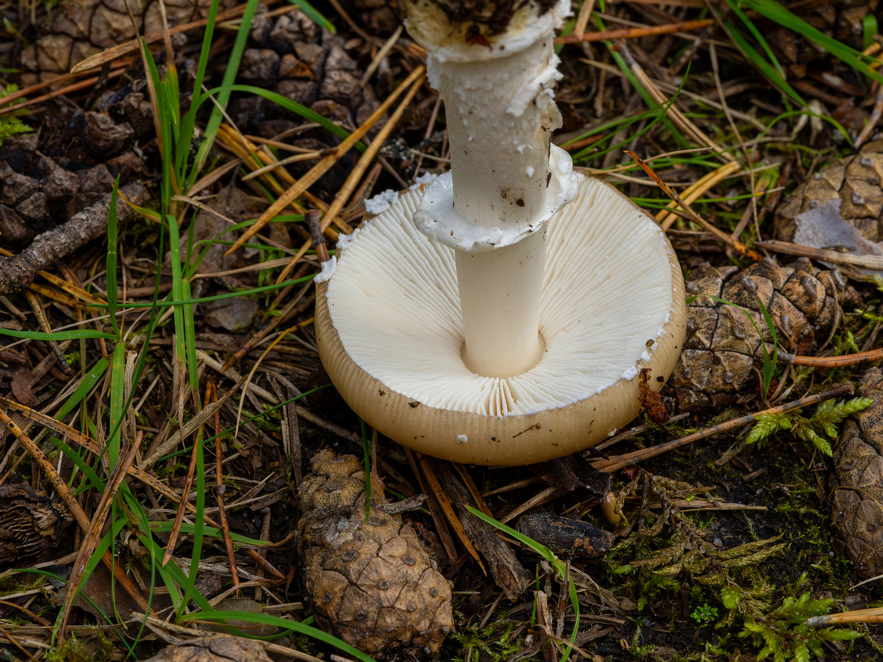 amanita-eliae_2023-09-14_1-11