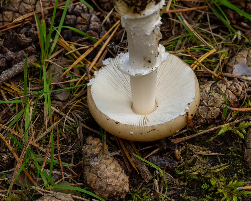 amanita-eliae_2023-09-14_1-11