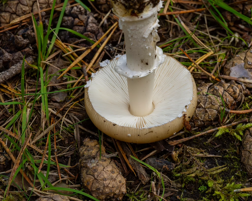 amanita-eliae_2023-09-14_1-12