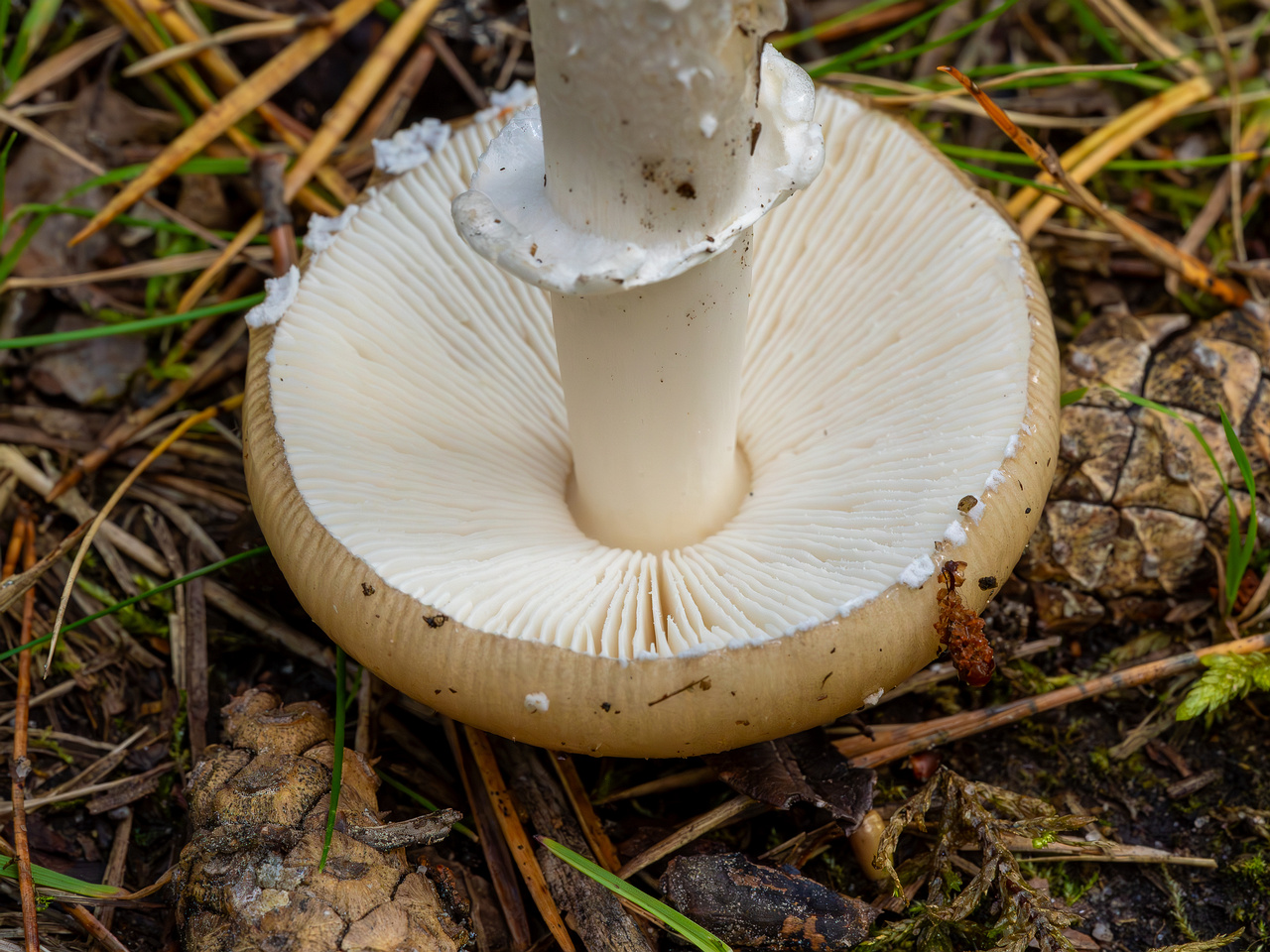 amanita-eliae_2023-09-14_1-13