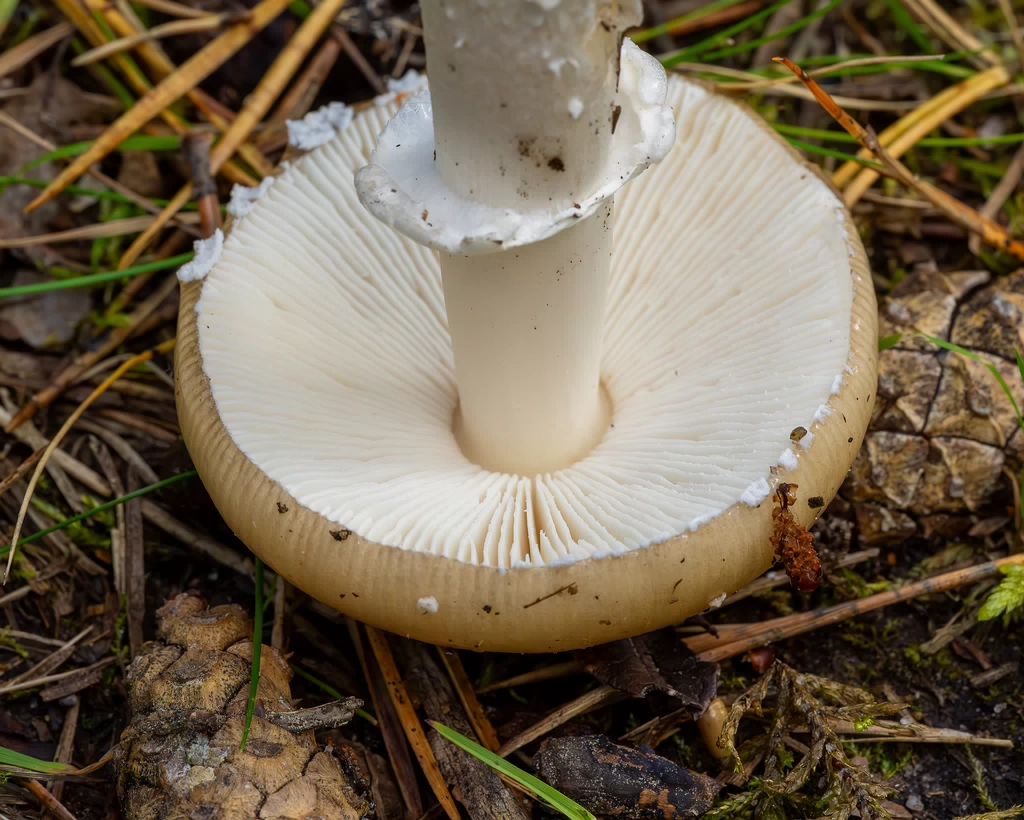 amanita-eliae_2023-09-14_1-13