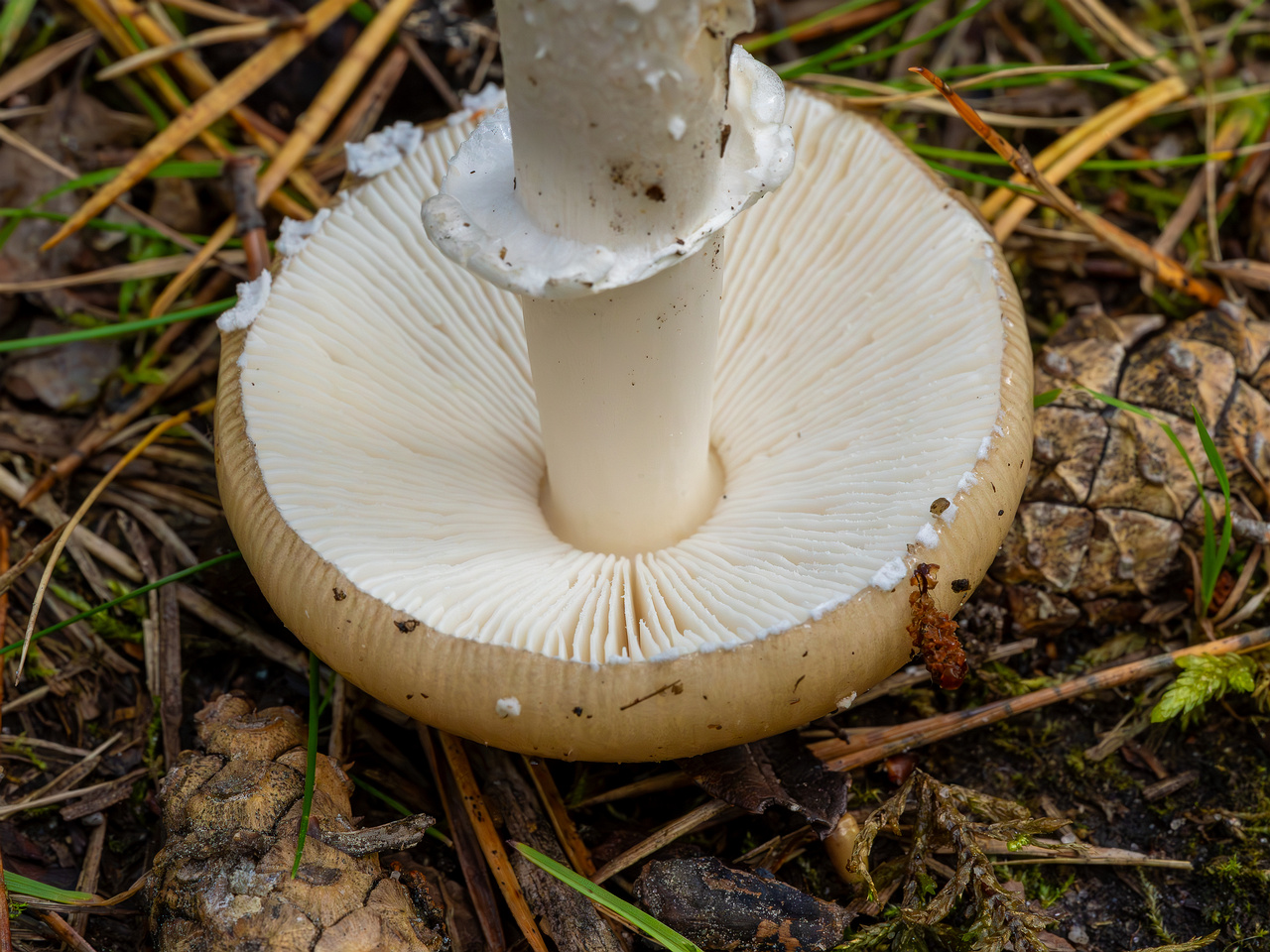 amanita-eliae_2023-09-14_1-14