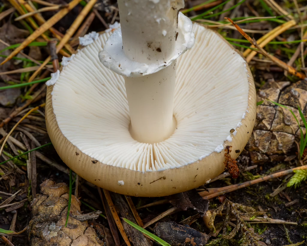 amanita-eliae_2023-09-14_1-14