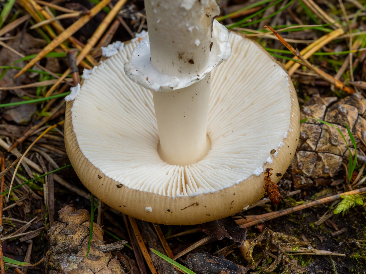 amanita-eliae_2023-09-14_1-15