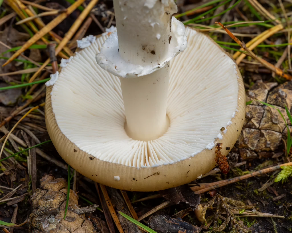 amanita-eliae_2023-09-14_1-15