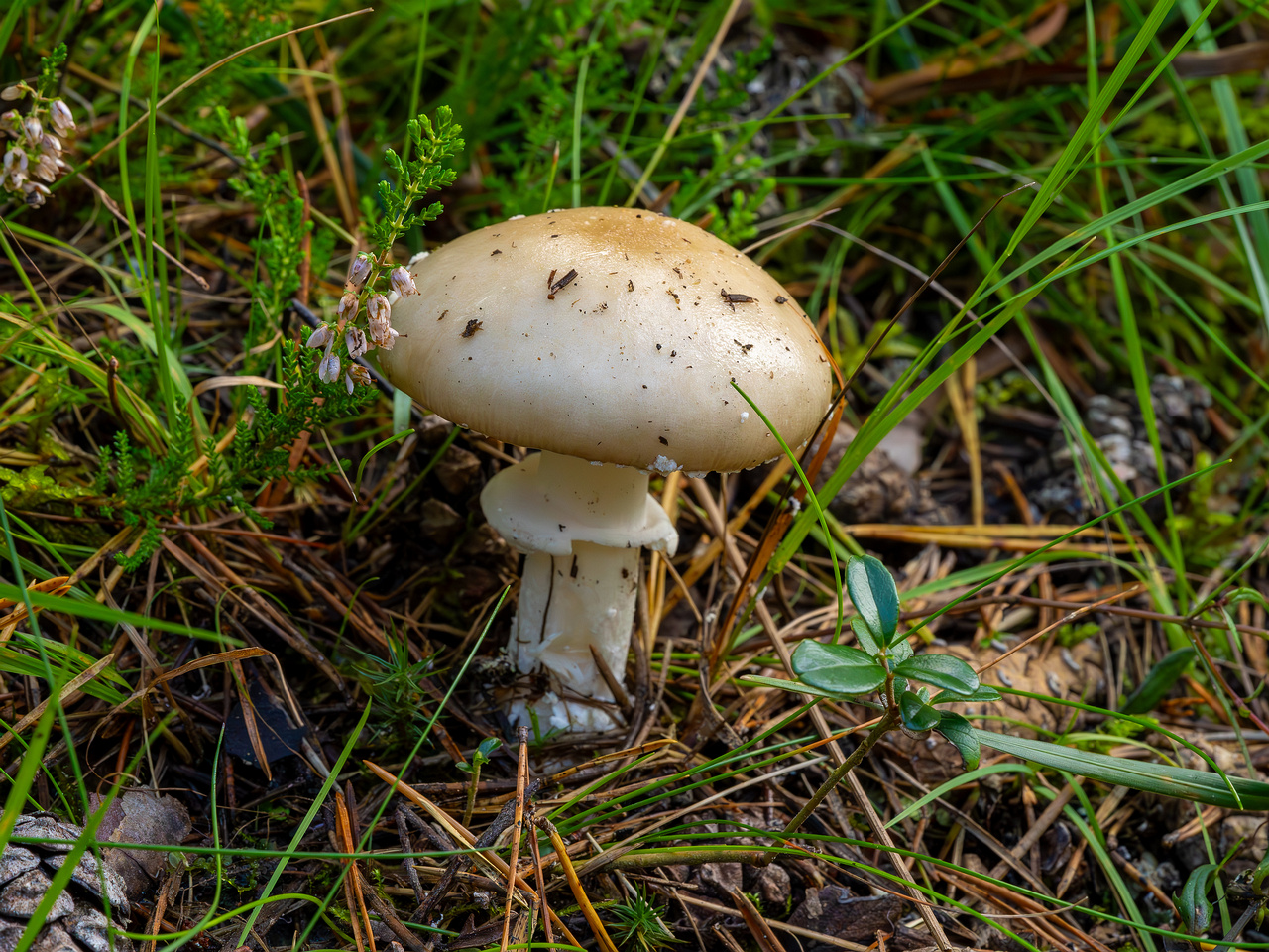 amanita-eliae_2023-09-14_1-2