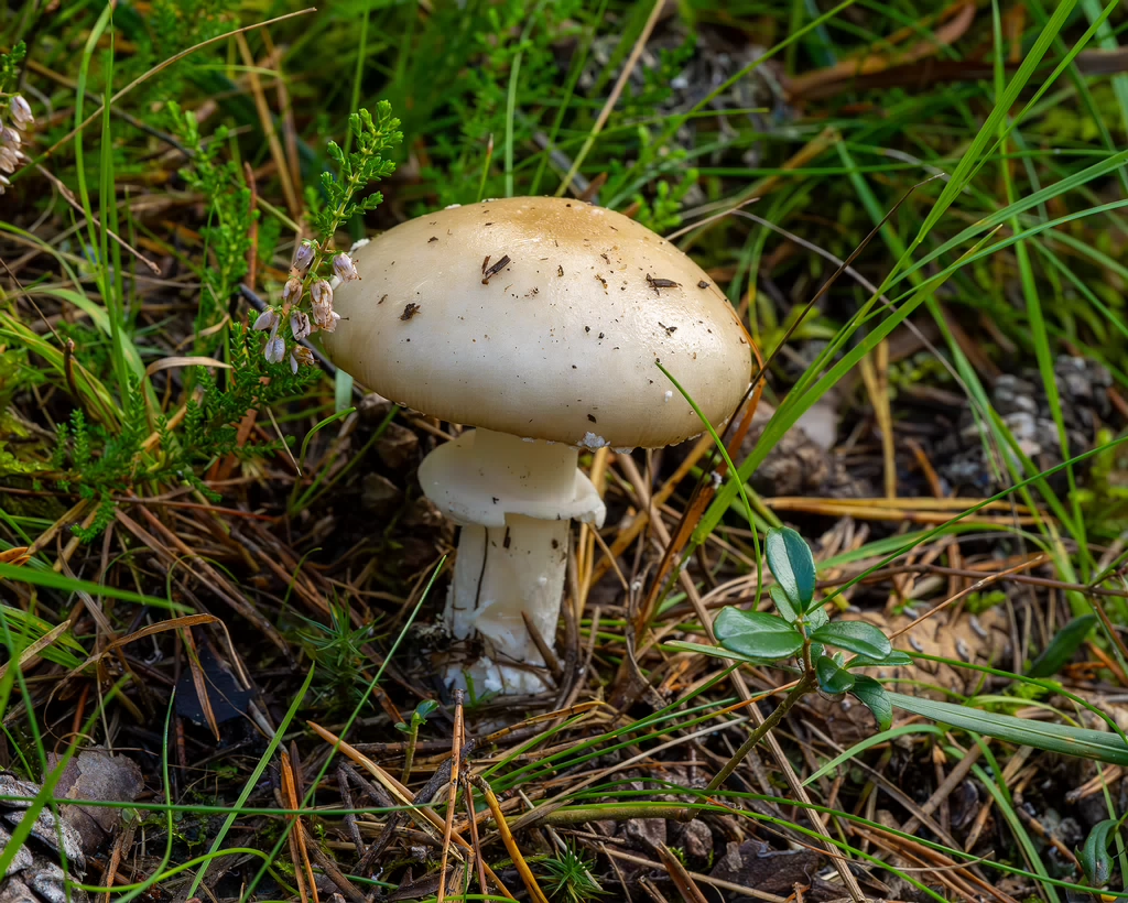 amanita-eliae_2023-09-14_1-2