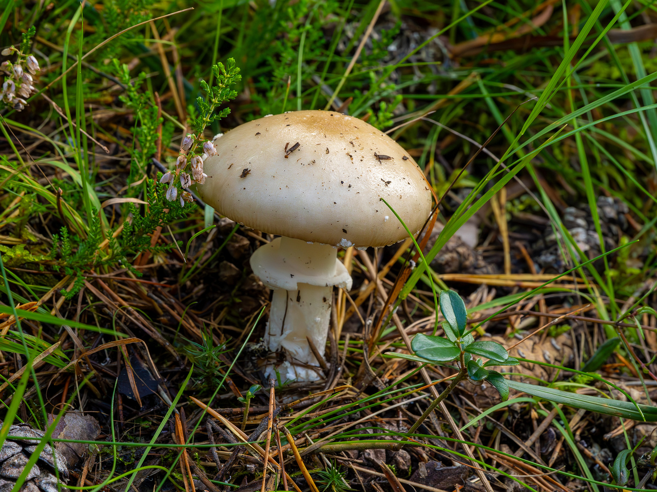 amanita-eliae_2023-09-14_1-3